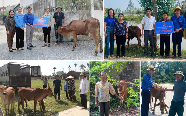 'Áo xanh' tạo điểm tựa thoát nghèo từ mô hình bò sinh kế ảnh 1