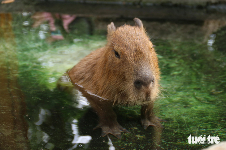 'Giao lưu' với gia đình 'bộ ngoại giao' capybara tại Thảo cầm viên - Ảnh 10.