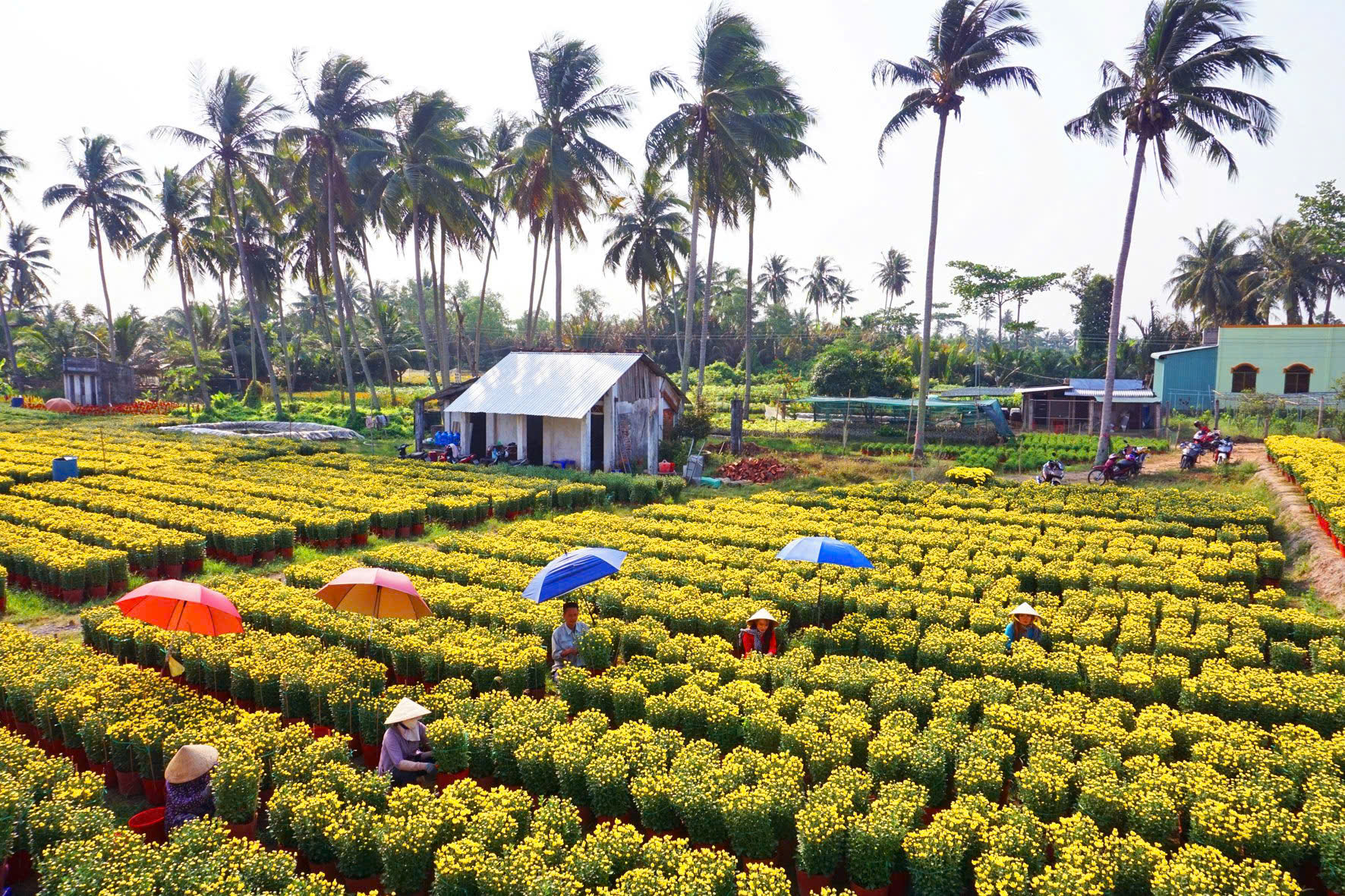 Sắp có lễ hội hoa - kiểng lớn ở Bến Tre, nông dân tỉ phú "lấn sân" làm du lịch- Ảnh 2.