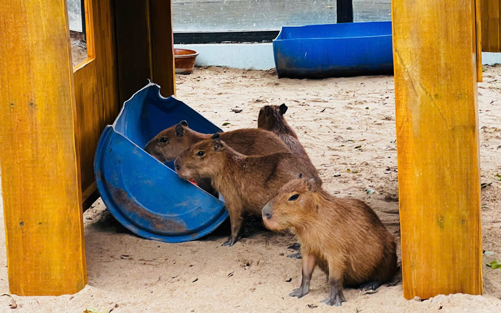 'Giao lưu' với gia đình 'ngoại giao' capybara tại Thảo cầm viên - Ảnh 12.